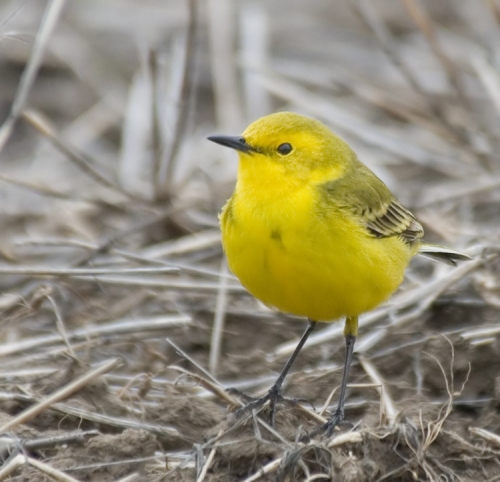 ���������� ����������